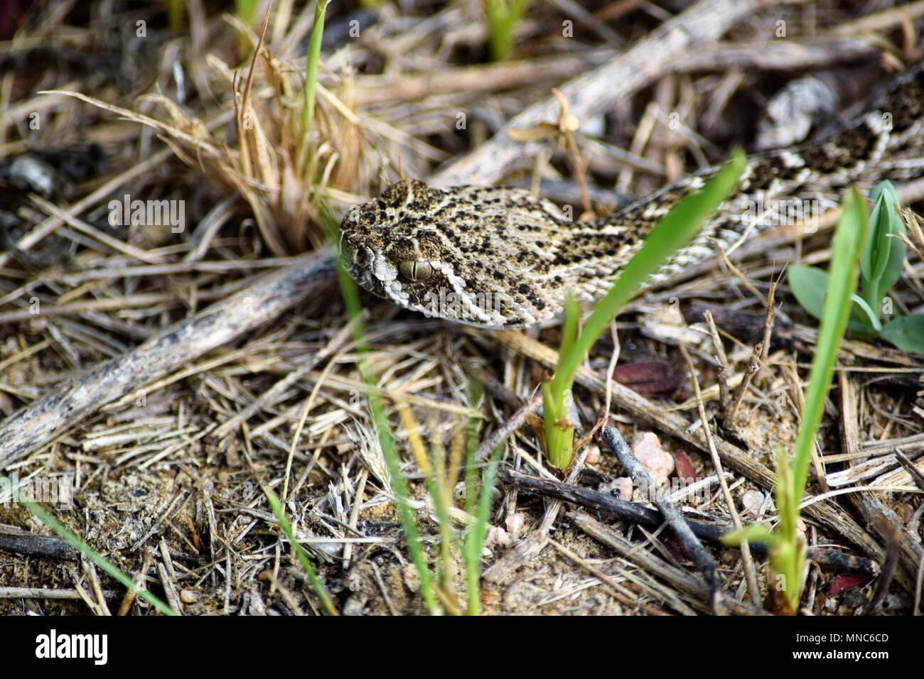 Westlichen Diamondback Klapperschlange Stockfoto