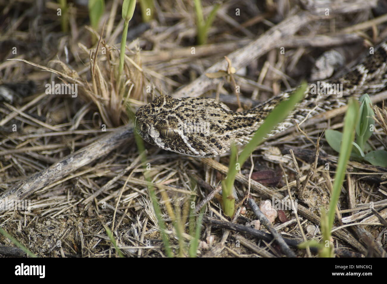 Westlichen Diamondback Klapperschlange Stockfoto