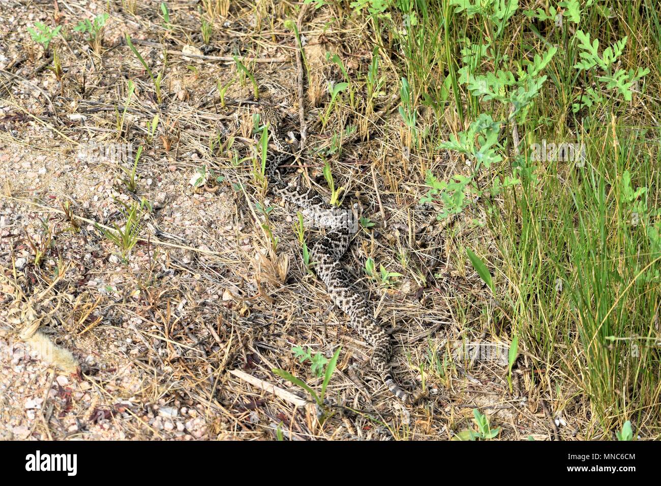 Westlichen Diamondback Klapperschlange Stockfoto