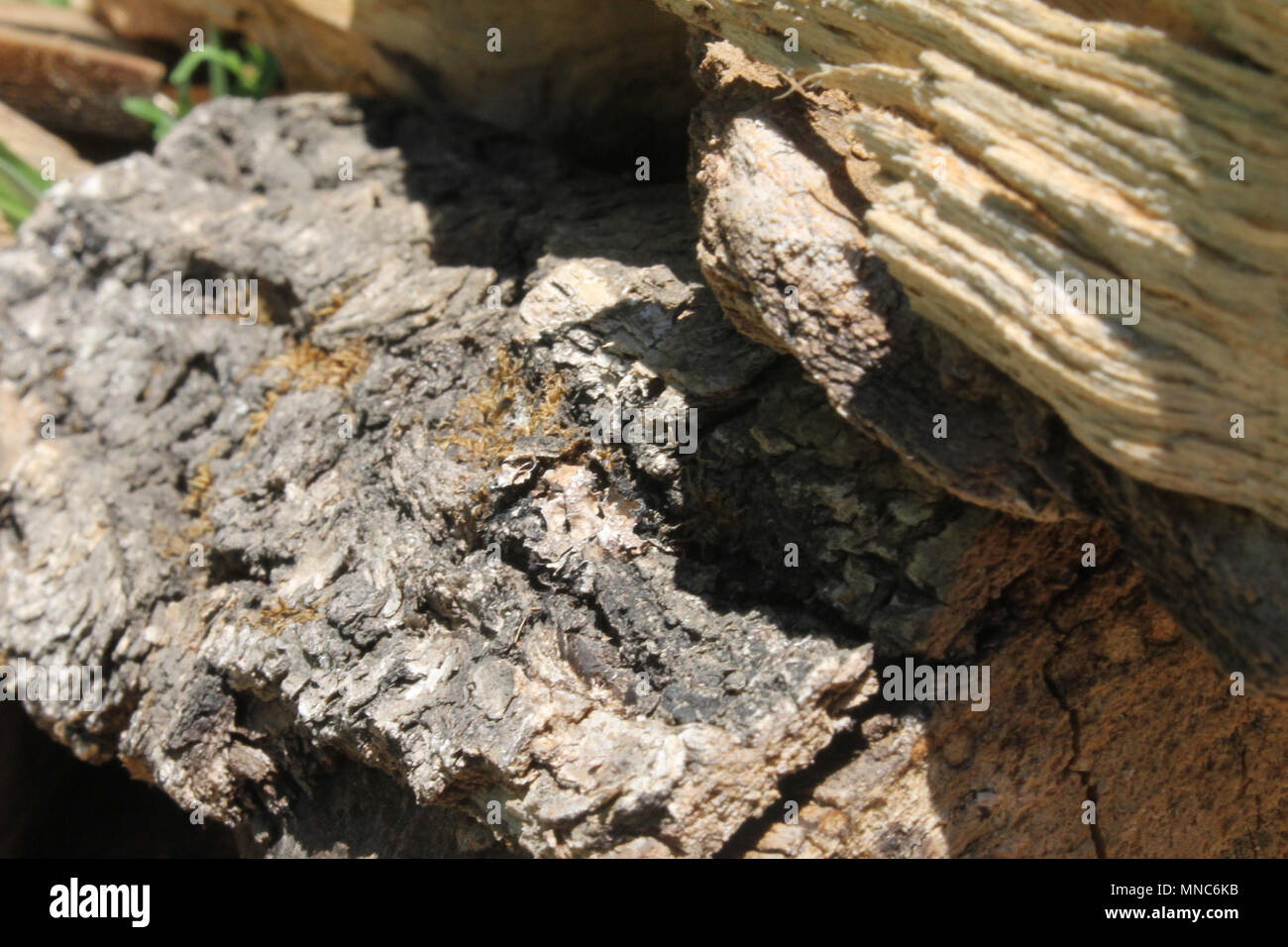 Gehackte Holz im Garten sitzen. Als abstraktes Foto genommen. Linien der Definition und Tiefe. Brennholz Flor. Die direkte Beleuchtung sitzen auf dem Stapel. Stockfoto