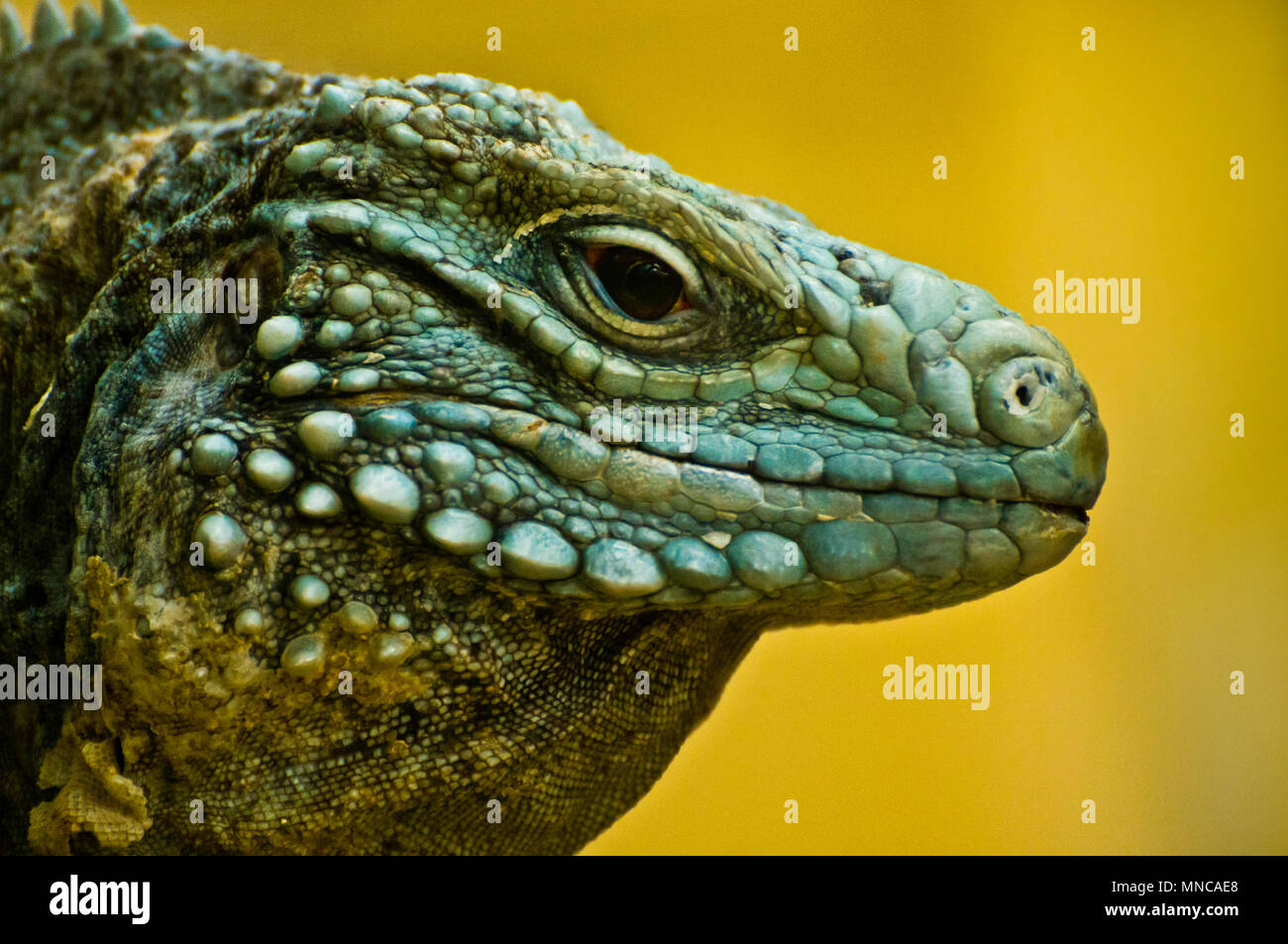 Kubanische rock Iguana oder Cyclura nubila in Gefangenschaft Stockfoto