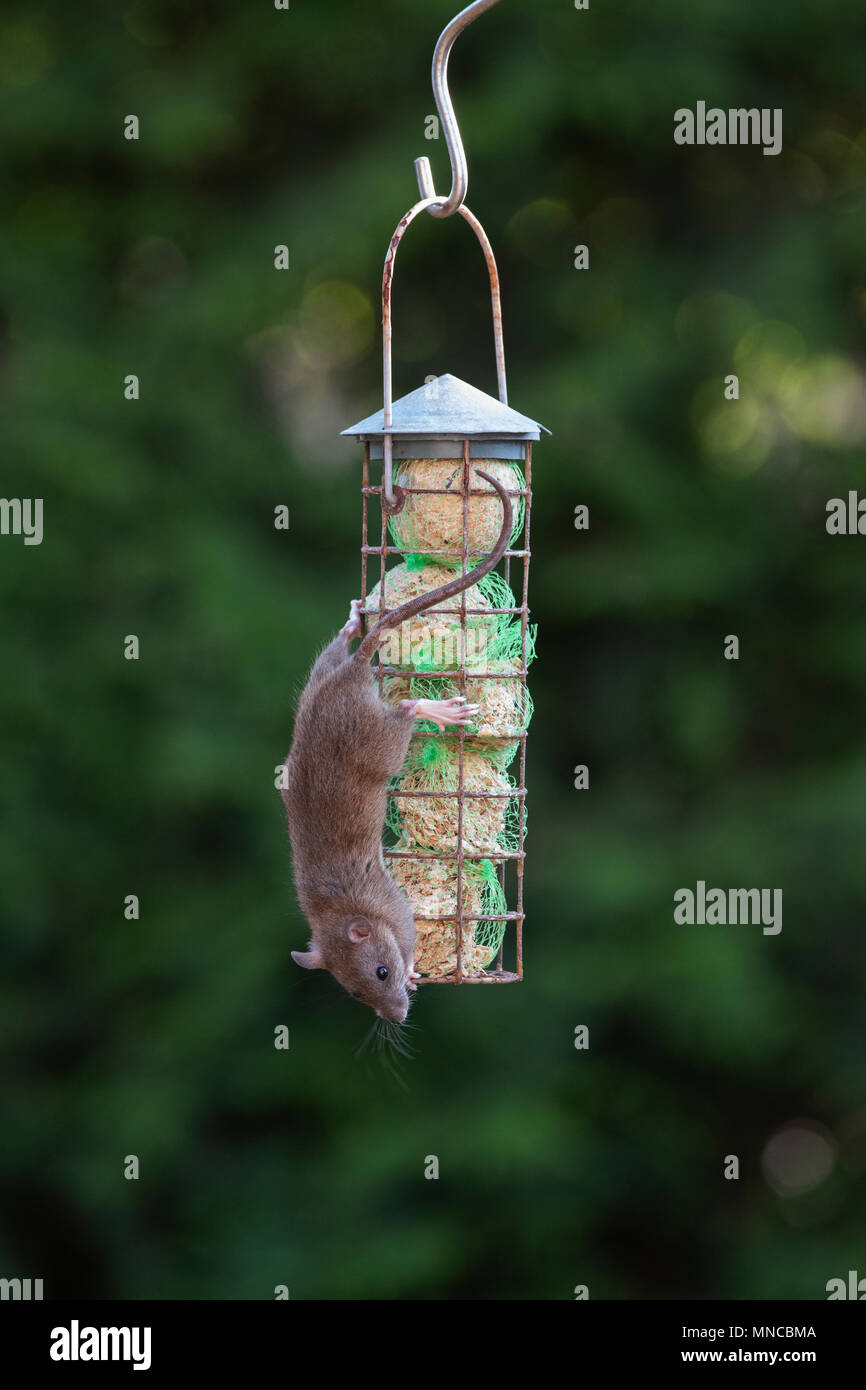 Rattus norvegicus). Braune Ratte Fütterung auf einer Fat ball Feeder für die Vögel in einen englischen Garten. Großbritannien Stockfoto