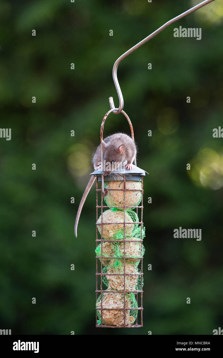 Rattus norvegicus). Braune Ratte Fütterung auf einer Fat ball Feeder für die Vögel in einen englischen Garten. Großbritannien Stockfoto