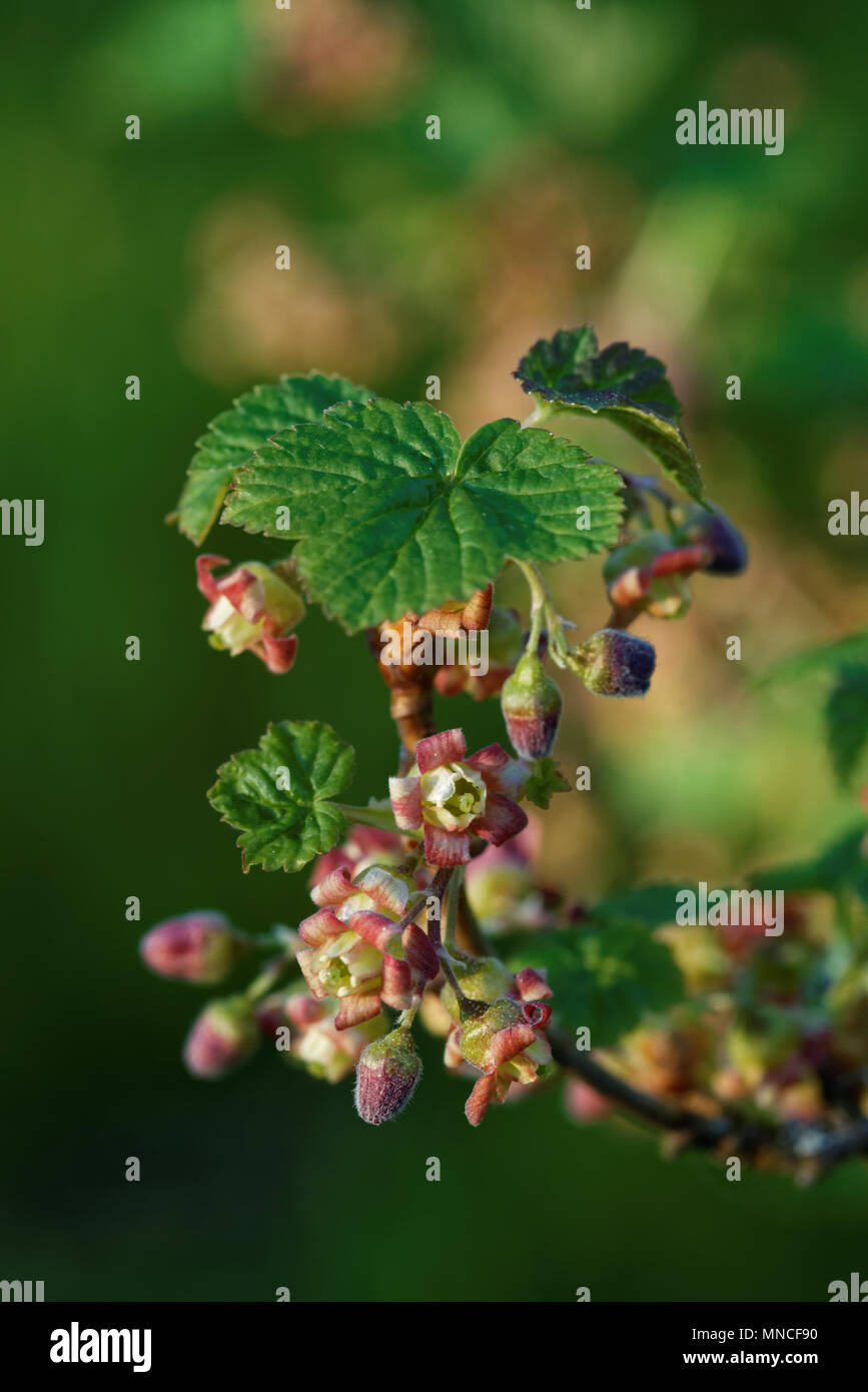 Schwarze Johannisbeere (Ribes nigrum) ist eine holzige Strauch in der Familie Grossulariaceae für seine pikanten Beeren angebaut. Stockfoto