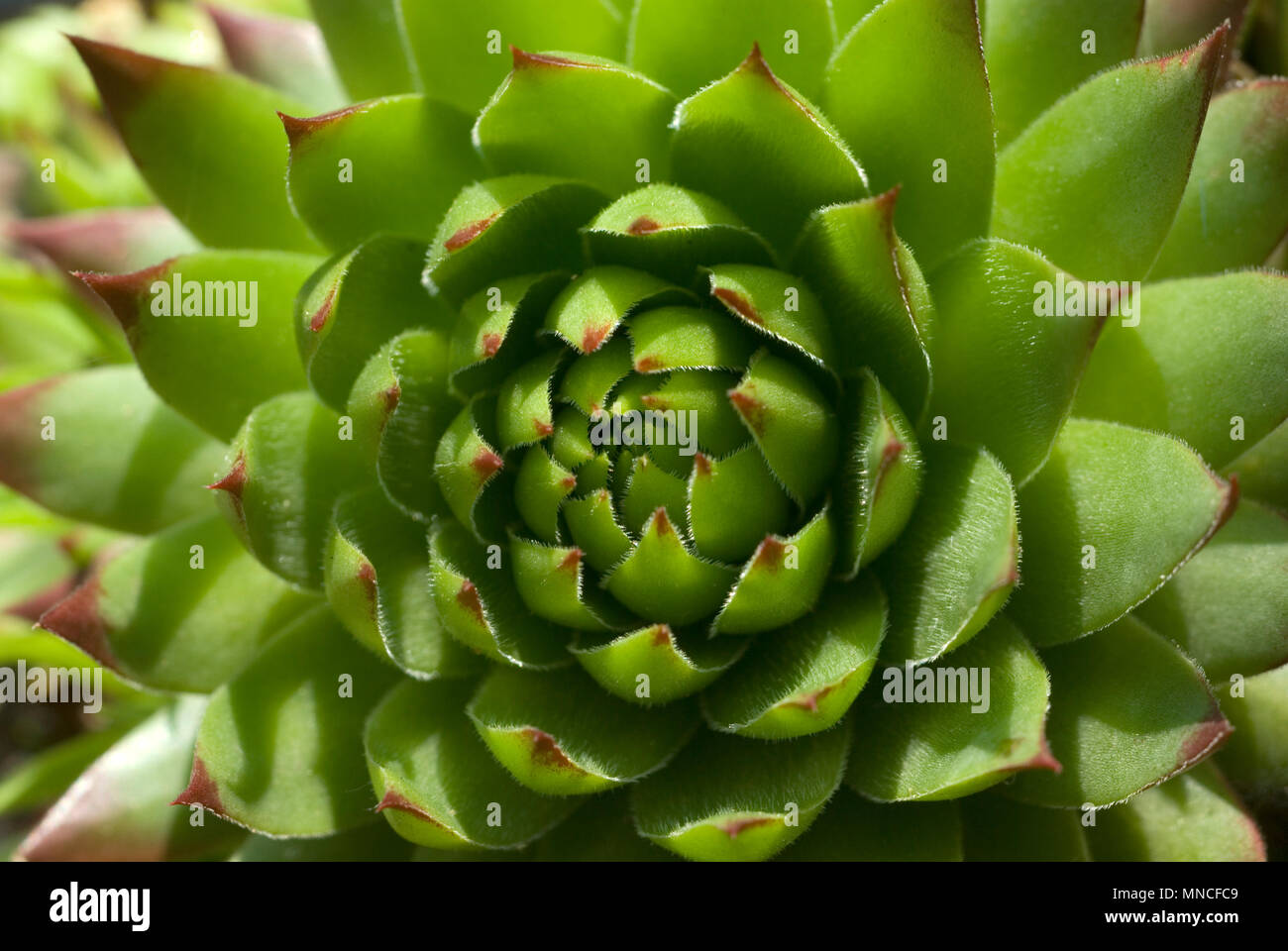 Sempervivum Stockfoto