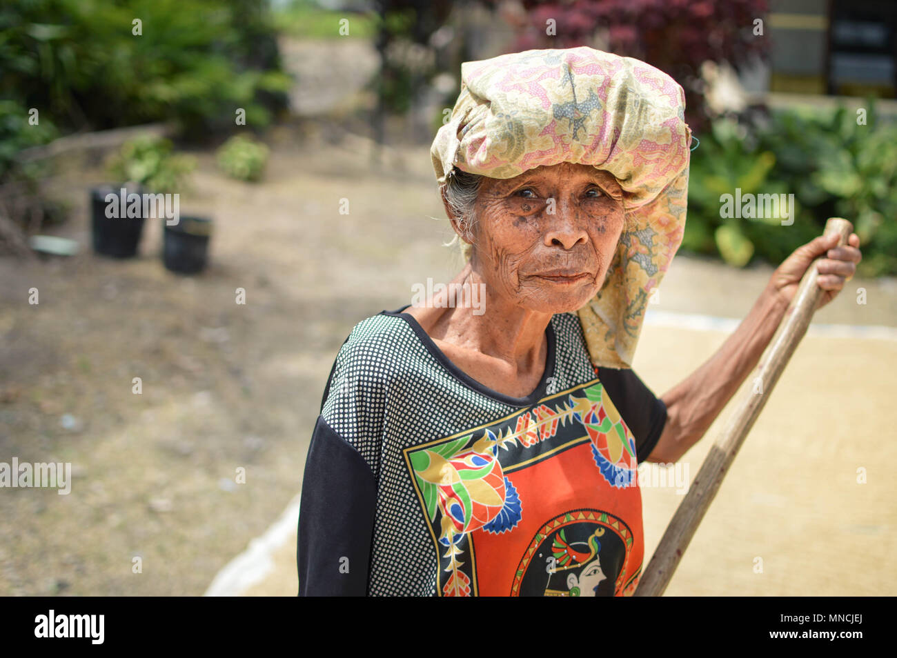 Sumatra, Indonesien - Januar 15, 2018: Älterer Bauer sieht in die Kamera die Sonne trocknen Reis in Insel Samosir, Lake Toba, Sumatra, Indonesien Stockfoto