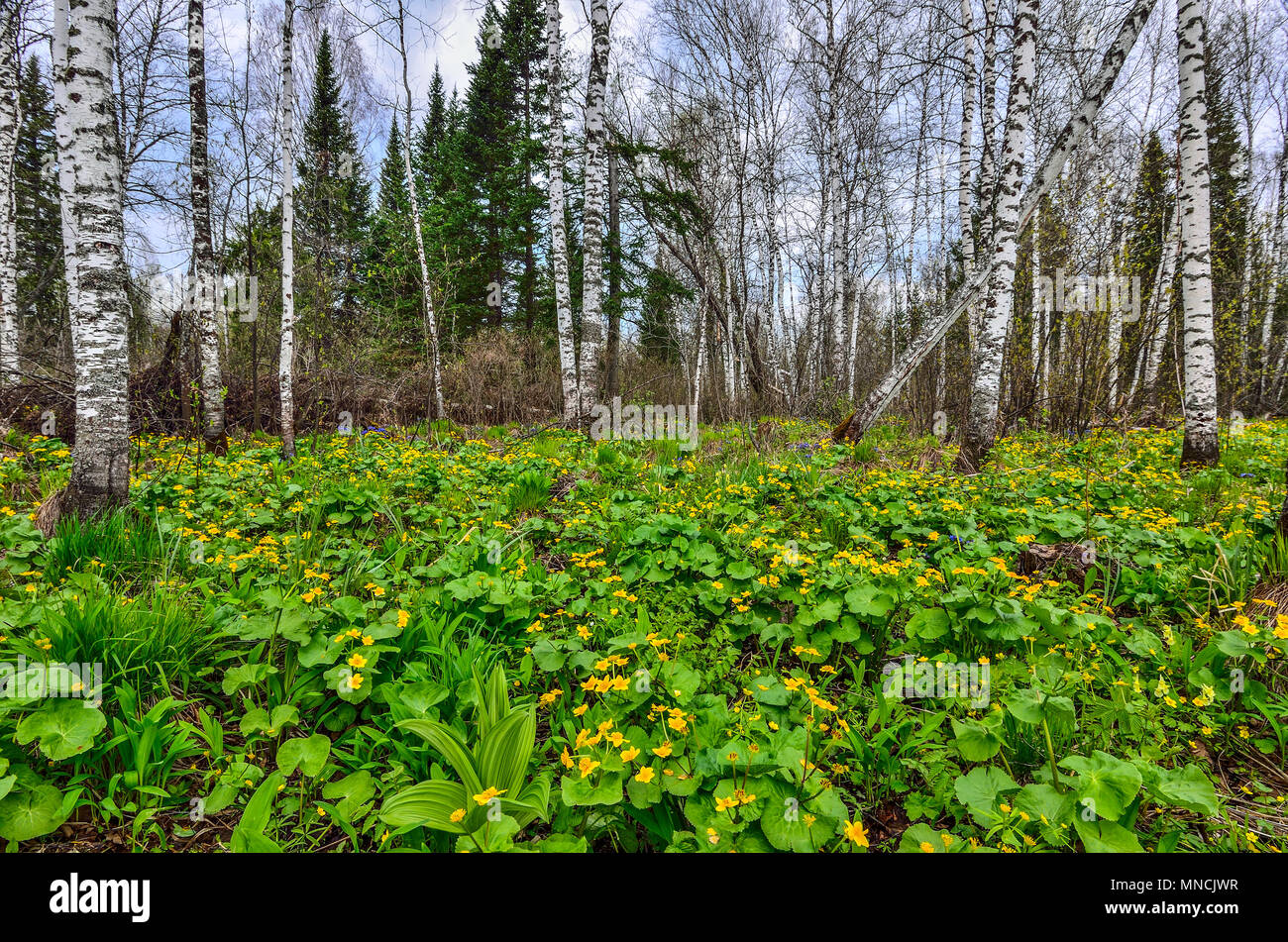 Hell geblümten Teppich gelbe Sumpfdotterblume oder Kingcup Blumen (Caltha palustris) im Frühjahr Birke Wald - schöne Frühling Landschaft Stockfoto