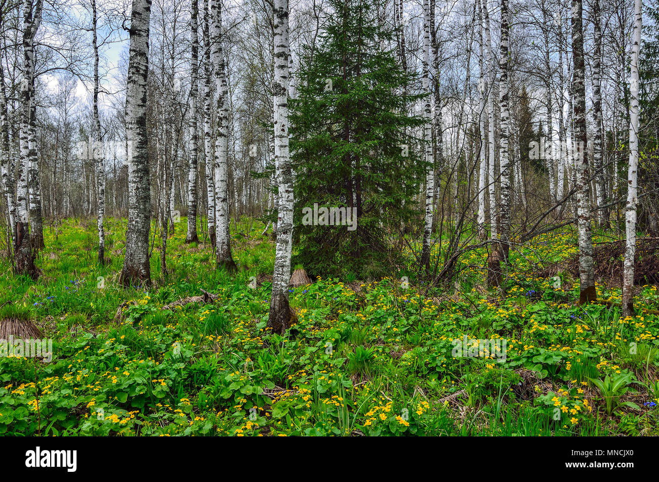 Hell geblümten Teppich gelbe Sumpfdotterblume oder Kingcup Blumen (Caltha palustris) im Frühjahr Birke Wald - schöne Frühling Landschaft Stockfoto