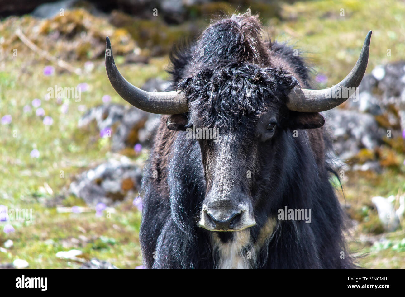 Wilden Yaks auf Yumthang Tal,Sikkim, des östlichen Himalaja, Indien Stockfoto