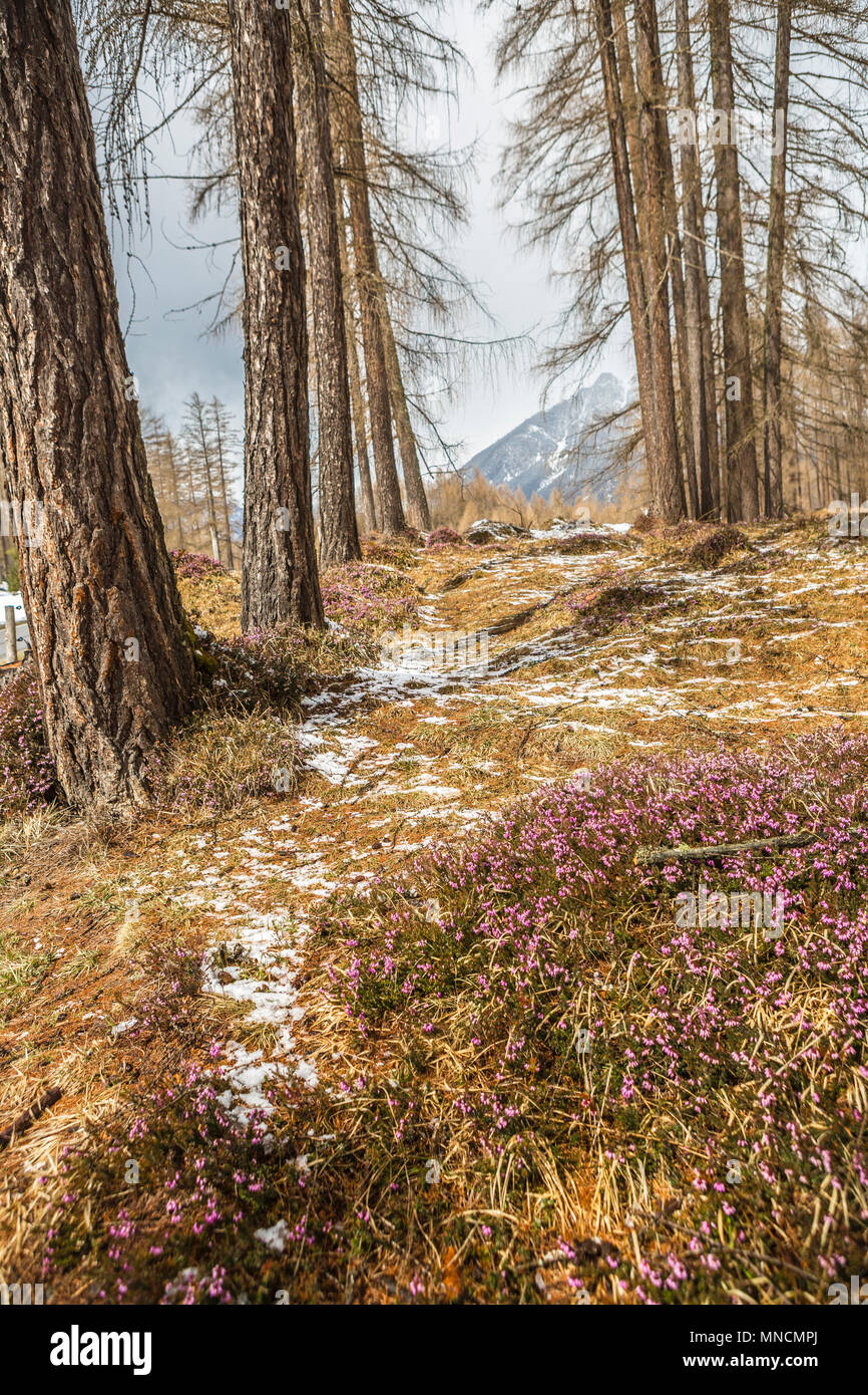 Winter Forest Szene in der Nähe von Innsbruck, Tirol, Österreich Stockfoto