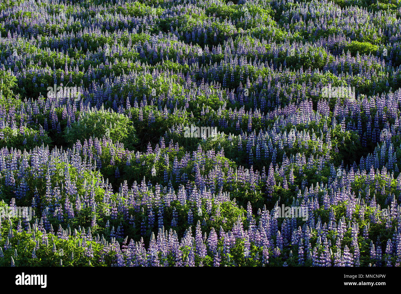 Wiese mit blauen Nootka Lupine (Lupinus nootkatensis), in der Nähe von Hellissandur, Halbinsel Snaefellsnes, Western Island, Island Stockfoto