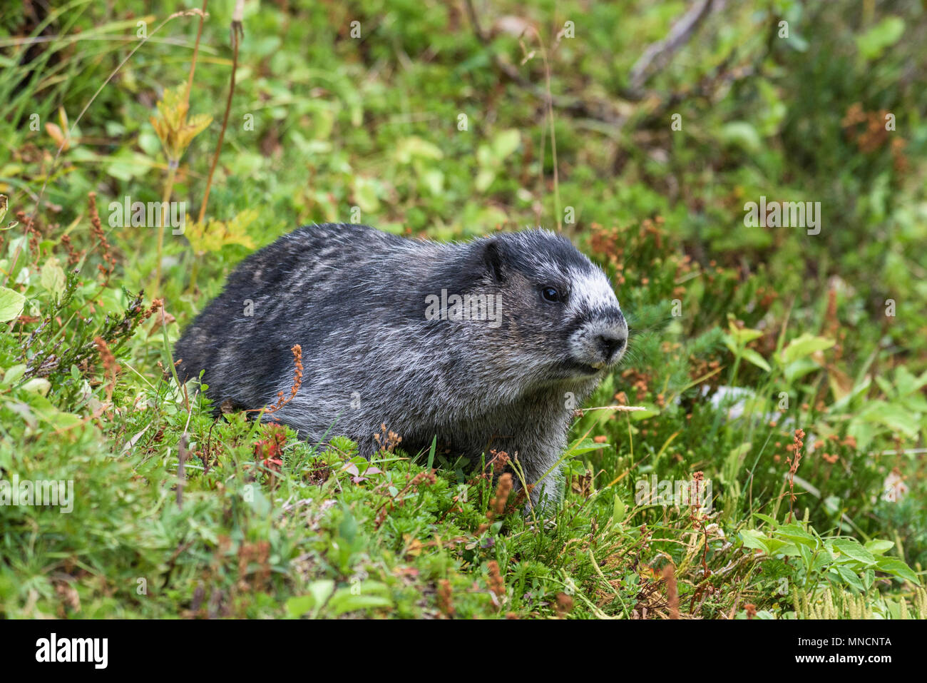 Graue Murmeltier (Marmota caligata) im Gras, Jasper National Park, Alberta, Kanada Stockfoto