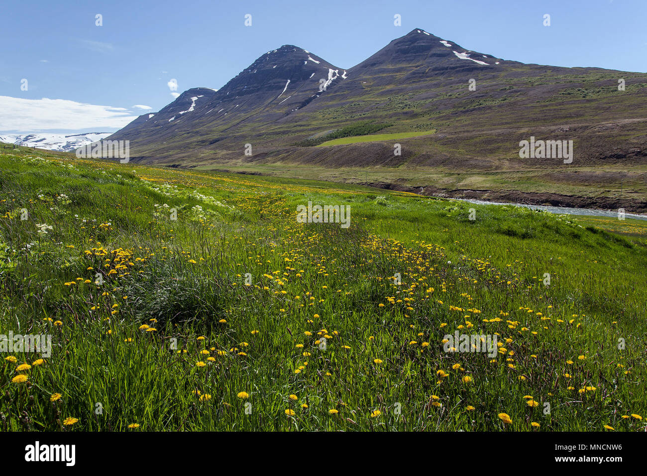 Blühende Wiese, Landschaft im Tal des Flusses in der Nähe von Fnjöska Grenevik, North Island, Island Stockfoto