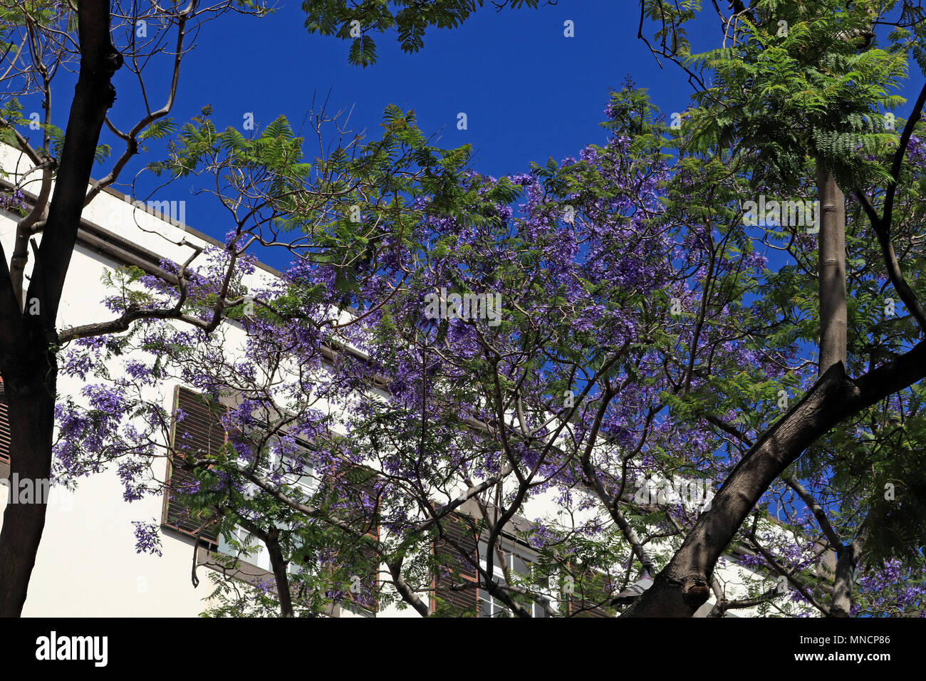 Im Frühjahr auf der Insel Madeira Bäume sind in blauen Blüten bedeckt