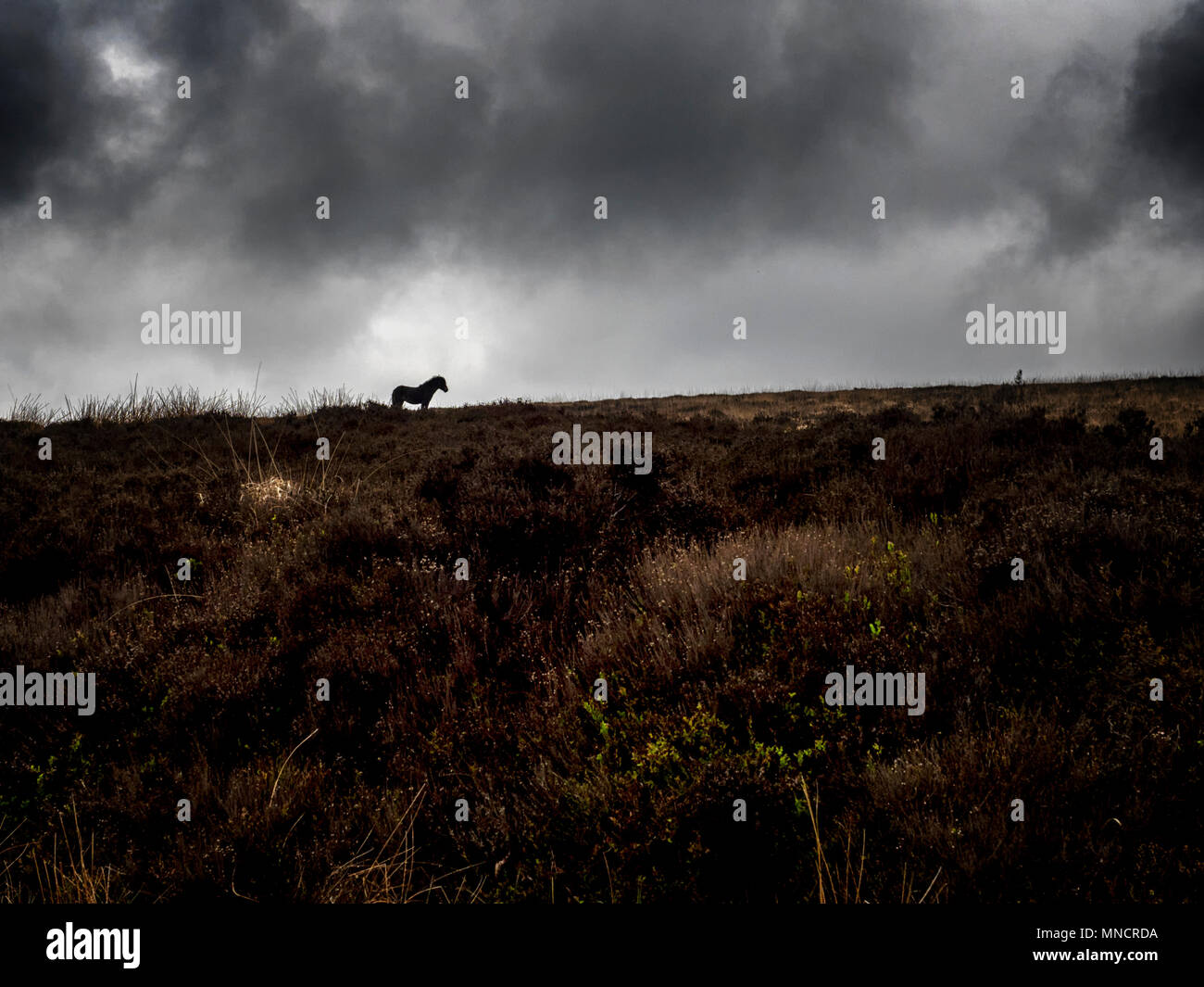 Exmoor pony in Silhouette auf Exmoor National Park Stockfoto