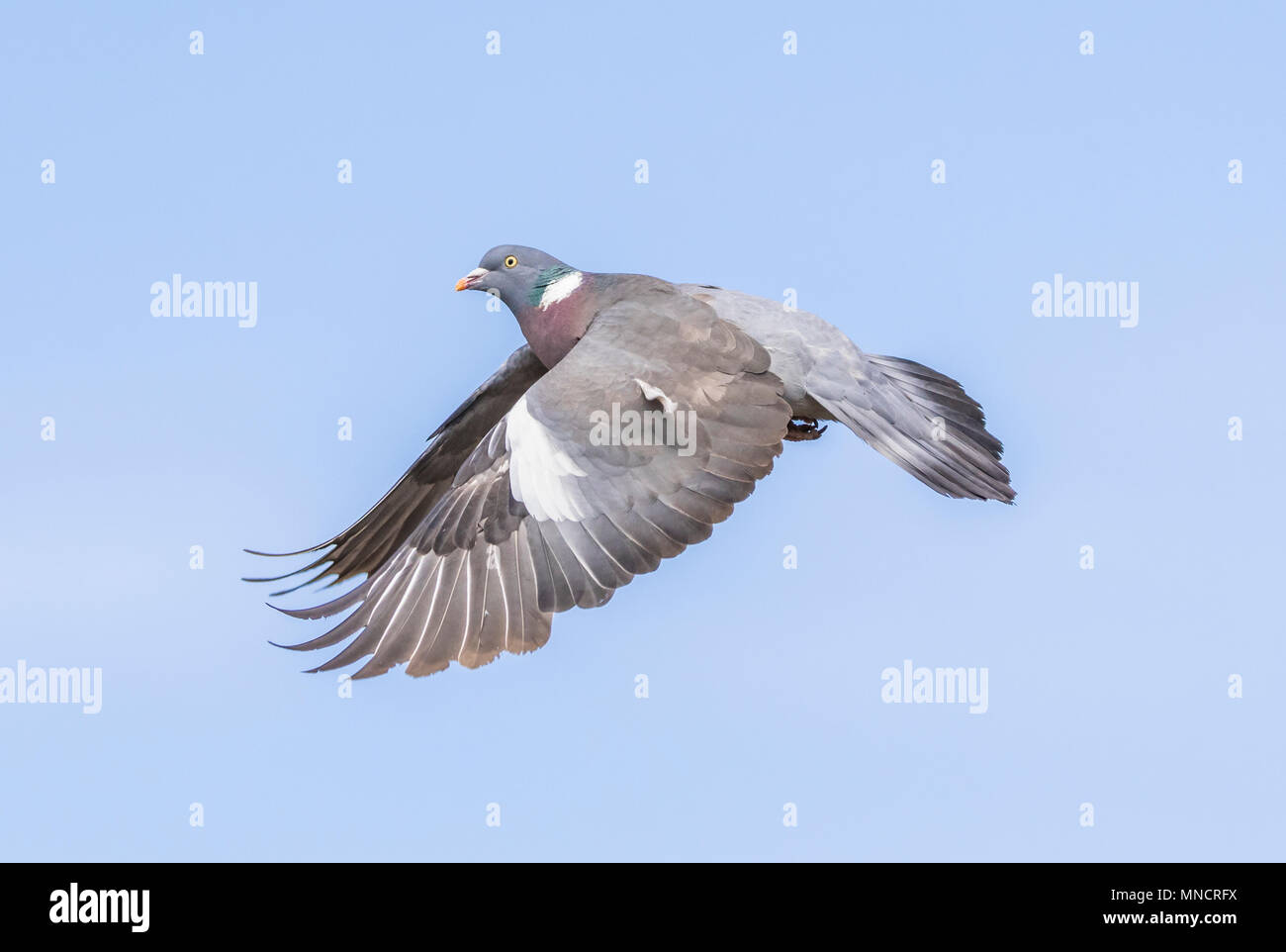 Holztaube (Columba palumbus) mit Flügeln nach unten und aus, fliegen in den Himmel gegen blauen Himmel in Großbritannien. Tauben UK. Waldtaube im Flug. Stockfoto