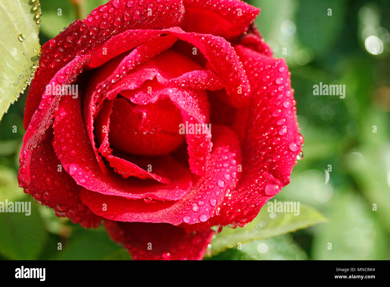 Rose Blume mit Tröpfchen. Stockfoto