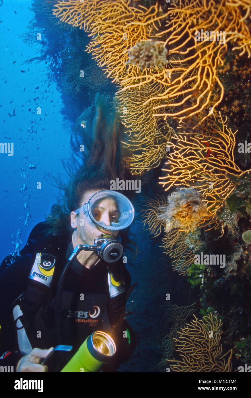 Taucher und gelber Gorgonia fan Coral im Mittelmeer | Mittelmeer Taucherin mit Fächerkoralle/27.09.05 Gorgonien (Eunicella cavolinii) Stockfoto