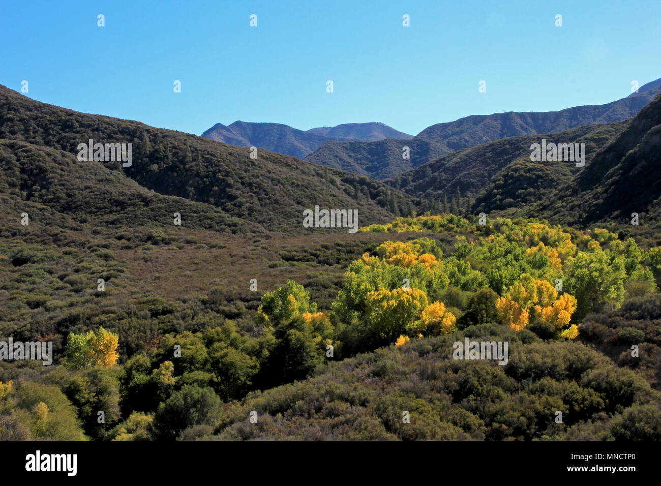 Herbst Wald in orange, gelb und grün gegen den blauen Himmel, Los Padres National Forest, USA Stockfoto