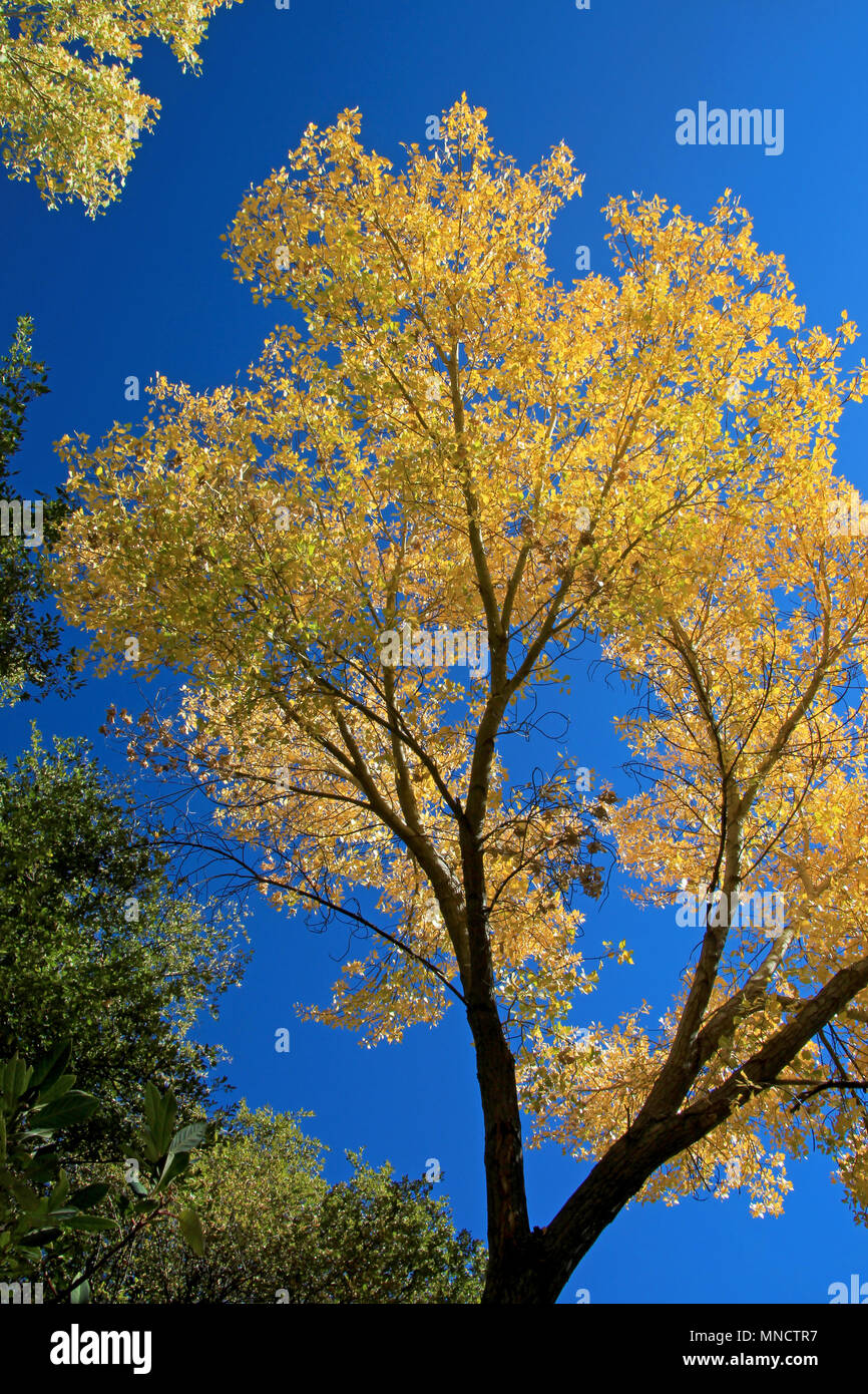 Falllaub in orange, gelb und grün gegen den blauen Himmel, Los Padres National Forest, USA Stockfoto