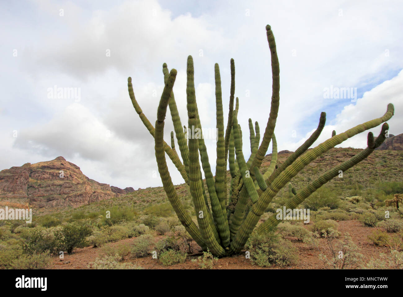Organ Pipe Kakteen im Organ Pipe Cactus National Monument, Arizona, USA Stockfoto