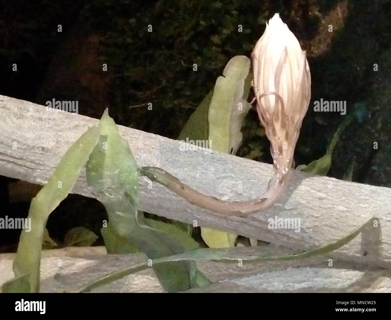 Blumen brahma Kamal Blume Bild exotische Blumen seltene Blumen Stockfoto