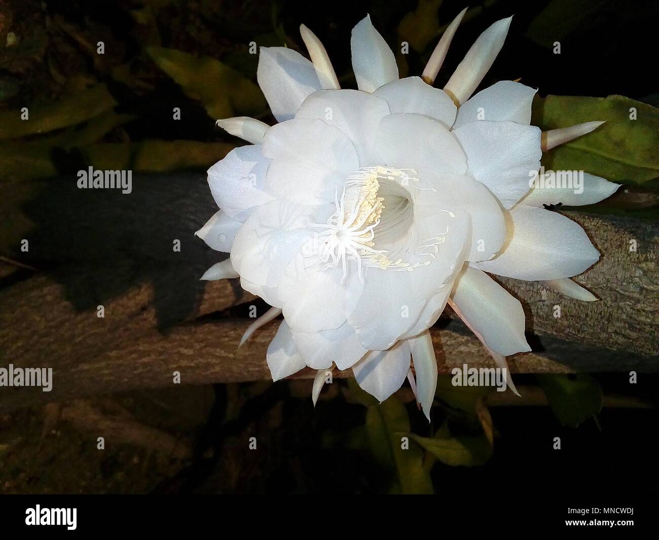 Blumen brahma Kamal Blume Bild exotische Blumen seltene Blumen