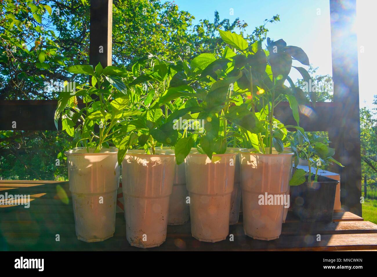 Keimlinge Von Paprika Und Tomaten Im Garten Tisch Samlinge Bereit