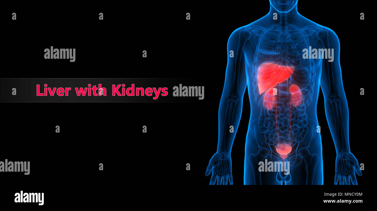 Die menschliche Leber, Nieren und Harnblase Anatomie Stockfoto