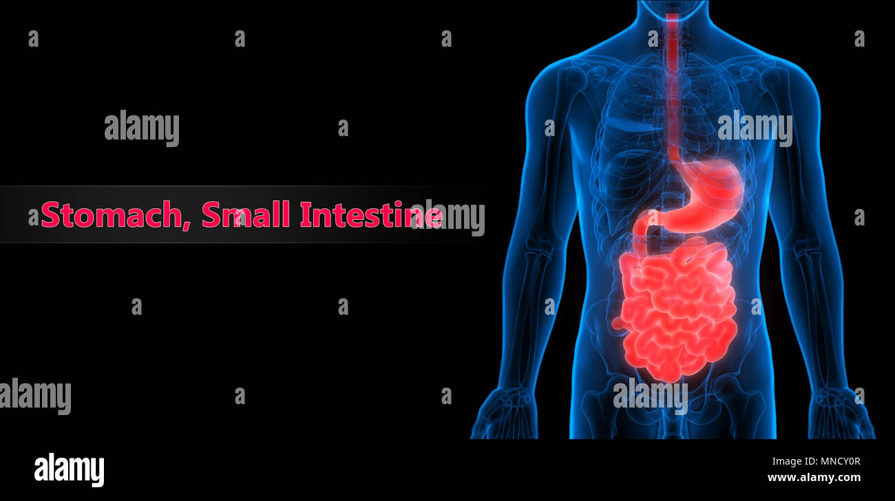 Menschliche Verdauungssystem Magen mit kleinen Darm Anatomie Stockfoto