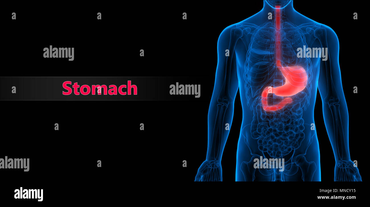 Menschliche Verdauungssystem Magen Anatomie Stockfoto