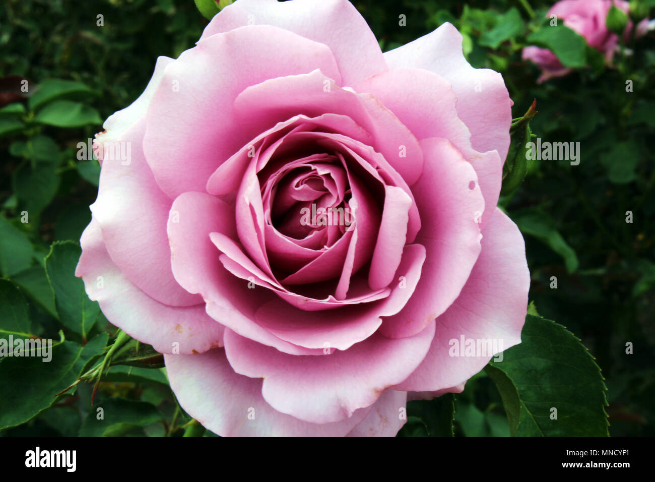 A Single Purple Rose Stockfotos A Single Purple Rose Bilder Alamy