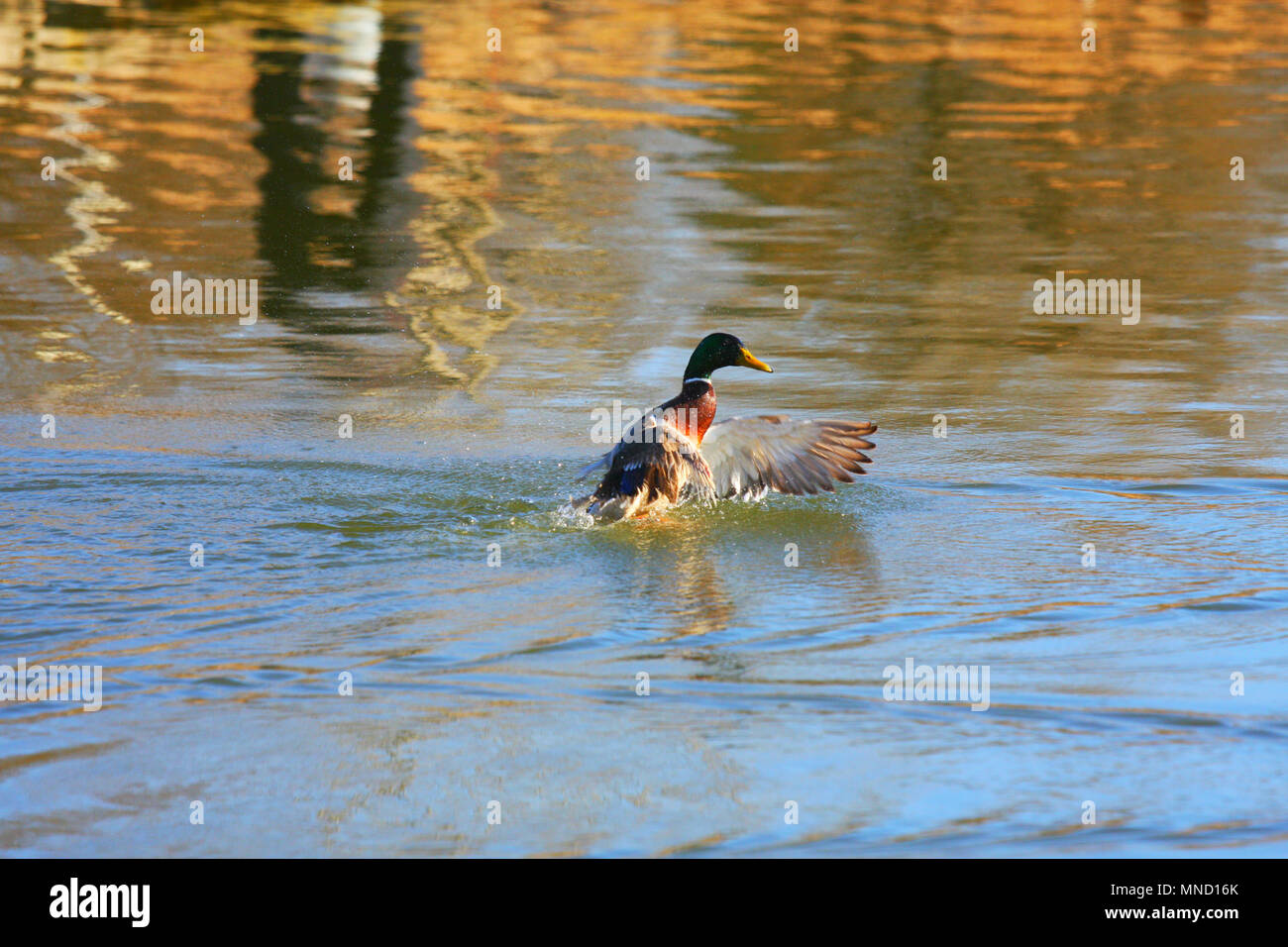 Eine kleine Männliche Ente, die zeigt, wer ist der König der See:) Stockfoto