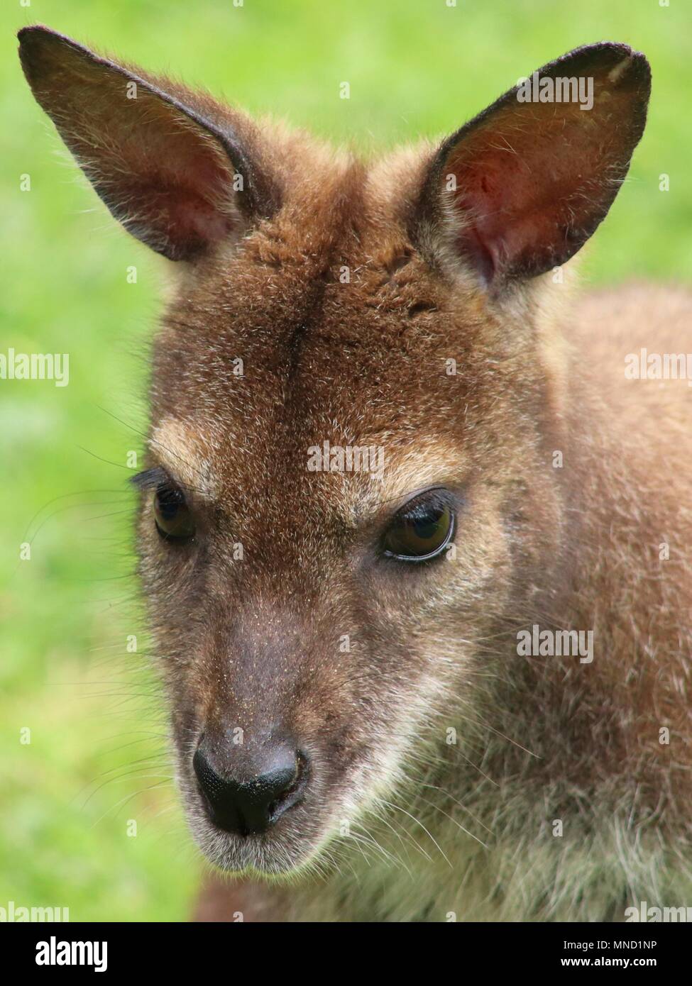 Close-up Portrait von Red-necked Wallaby (Bennetts Wallaby) Stockfoto