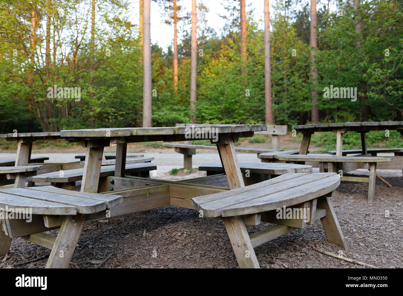Picknick Bänke im Wald Stockfoto