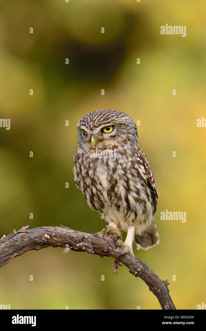 Ein steinkauz, Athene noctua thront auf einem Zweig. Stockfoto