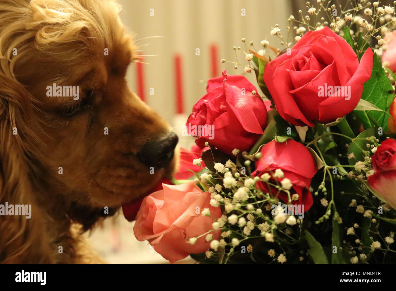 Cocker Spaniel Duft der roten Rosen Stockfoto