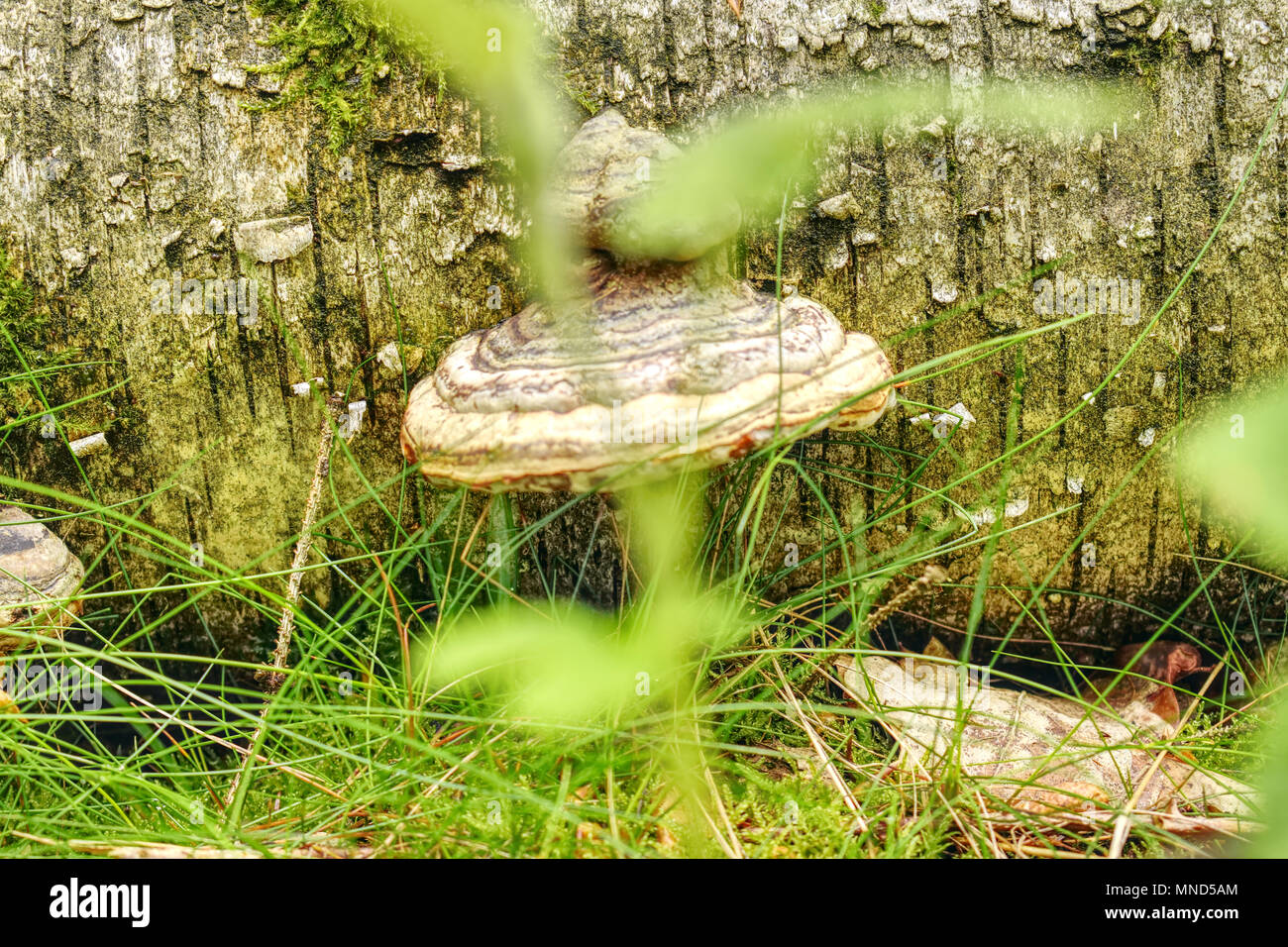 Pilz Nahaufnahme Makro Hintergrund wallpaper Stockfoto