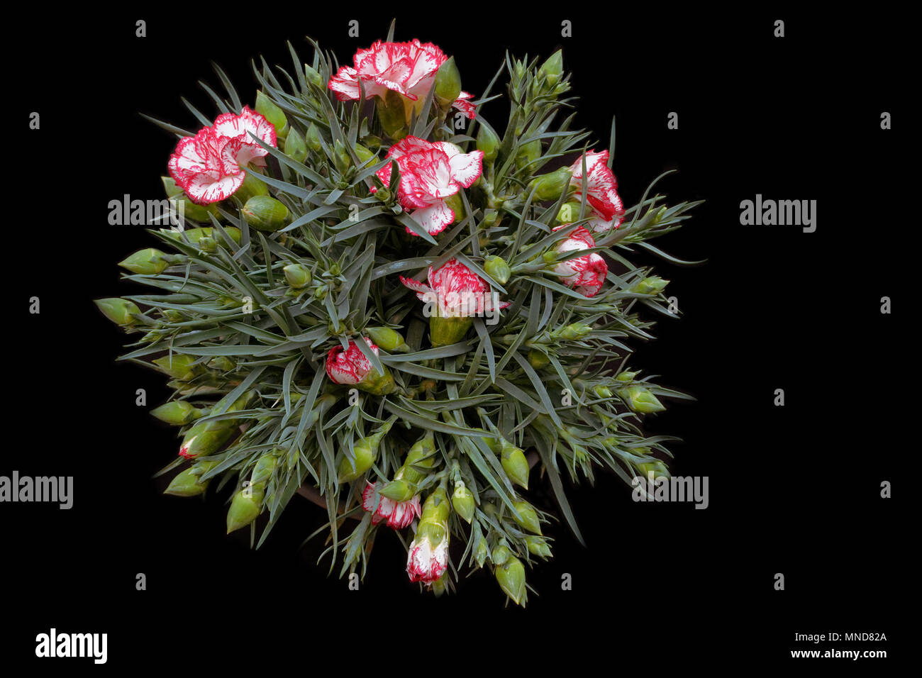 Red Dianthus caryophyllus Blumenstrauß in schwarzer Hintergrund Stockfoto