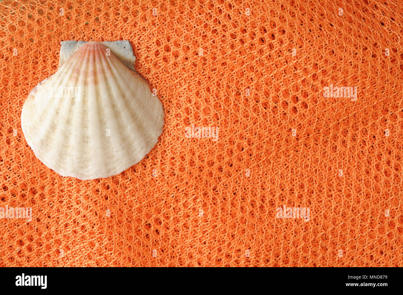 Sommer minimalistischen Hintergrund, seashell auf orange net von oben, mit Raum für Text Stockfoto