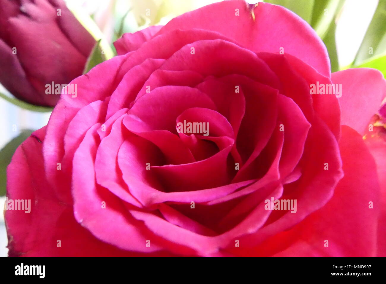 Rosa erhob sich in der Nähe Stockfoto