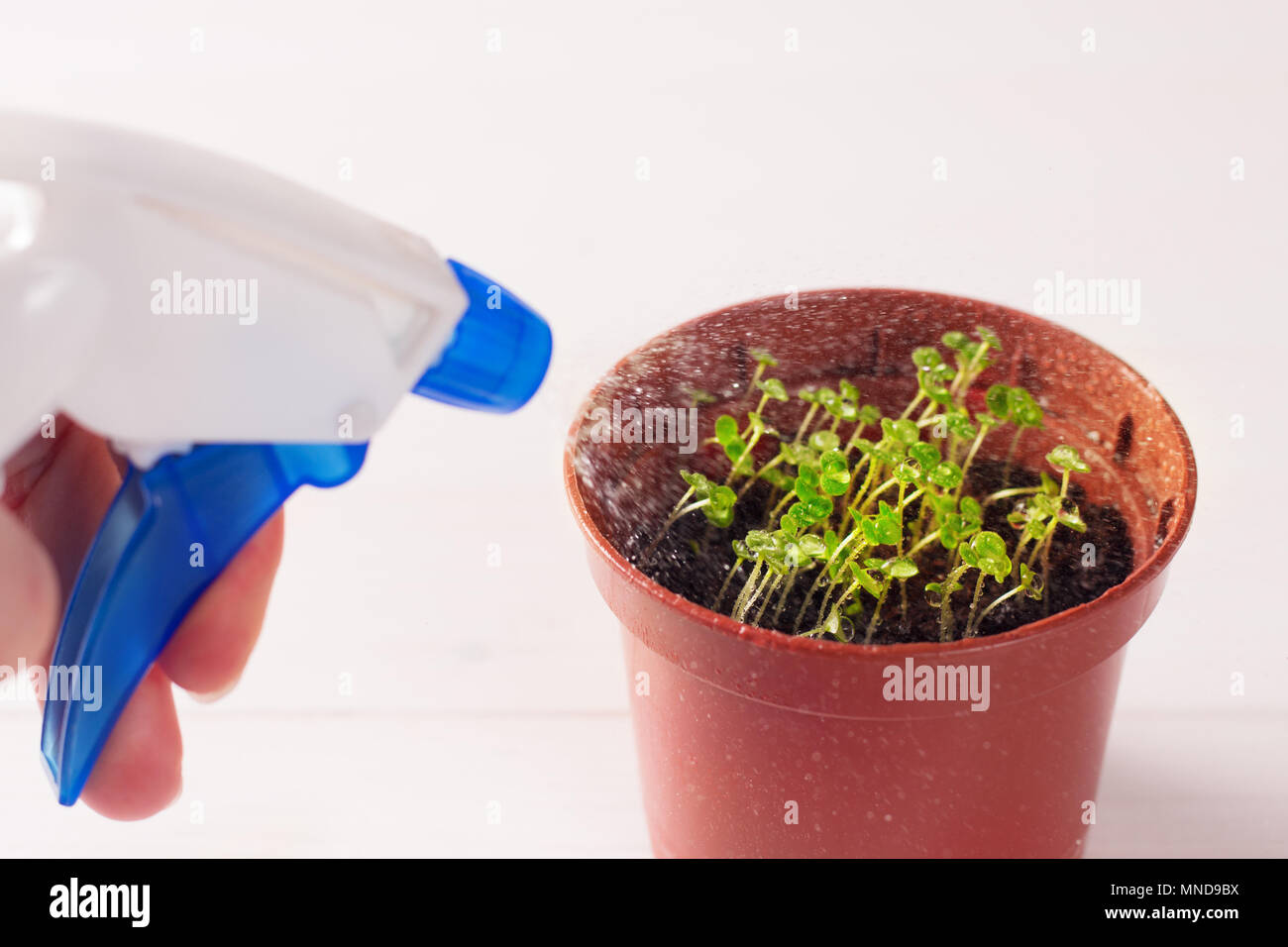 Keimlinge von vergissmeinnicht Blume in einem Kunststoffbehälter mit Feldspritze Stockfoto