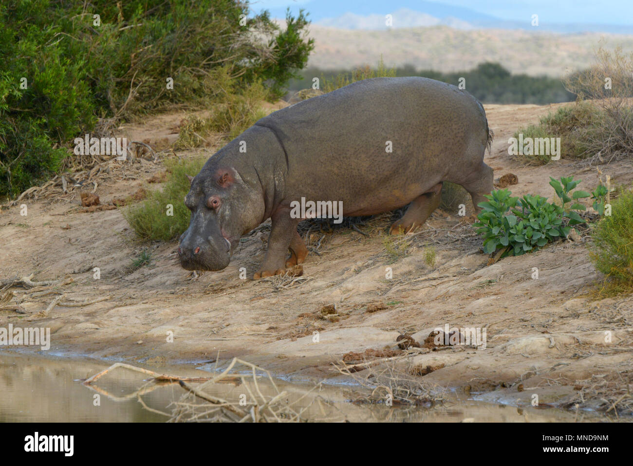 Männlich Hippo aus dem Wasser in der Tageszeit Stockfoto