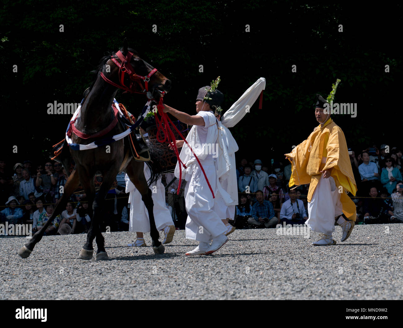 Ein Pferd war verzweifelt und hatte genutzt werden, während Aoi-Matsuri jährliche Parade in Kyoto. Stockfoto