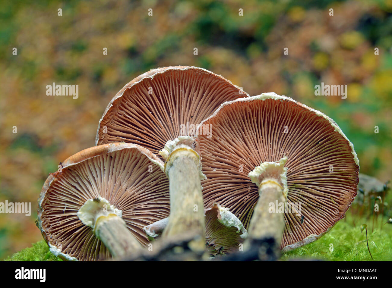 Armillaria Mellea Pilze Cluster im Wald Stockfoto