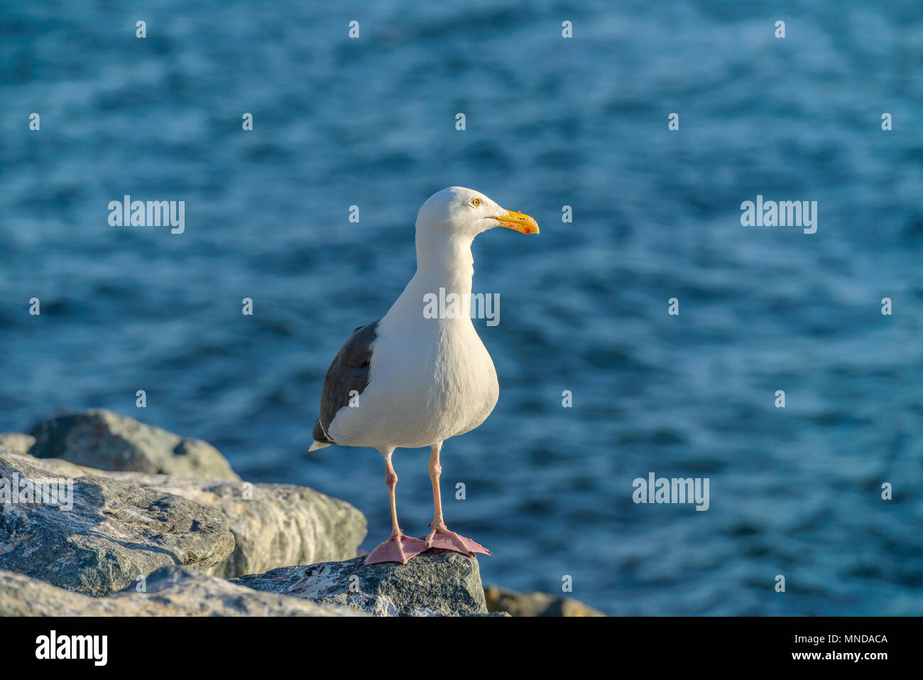 Bereit zur Jagd - eine Möwe, stehend auf einem Felsen am Meer, mit rotem Fleisch und Blut auf seinem Schnabel mit Blick in Richtung Sonnenuntergang Meer und Planung für den nächsten Jagd. Stockfoto