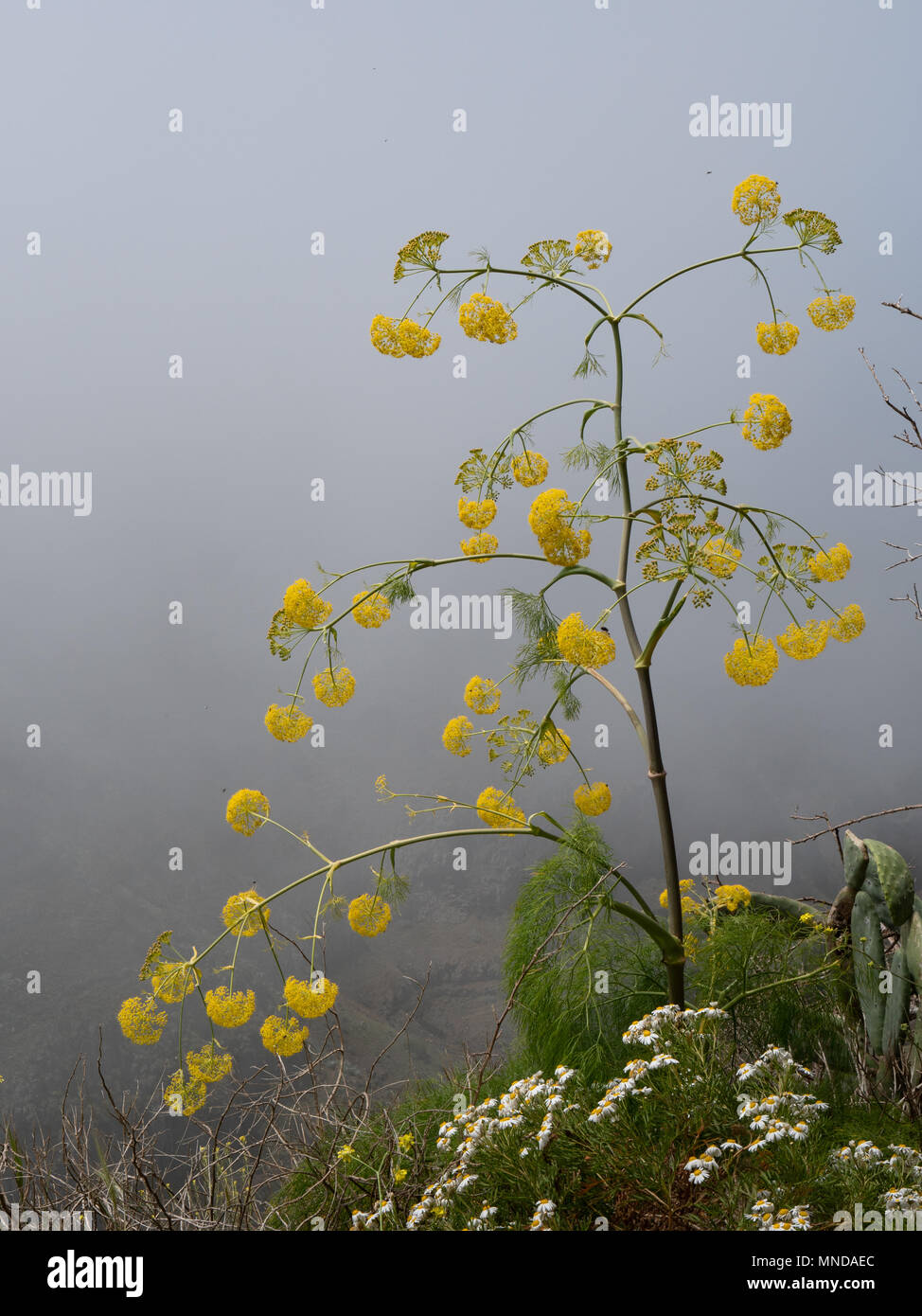 Ferula linkii Eine attraktive umbellifer mit gelben Blüten und federartigen Laub - in Berg Nebel im Hochland von La Gomera Kanarische Inseln Stockfoto