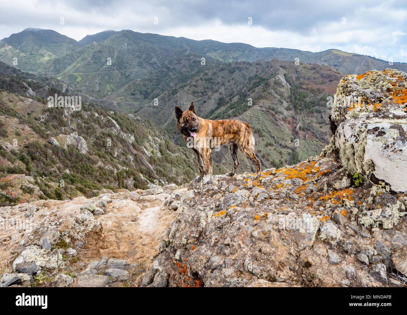 Schäferhund verwendet Herden von Ziegen hoch in den Bergen von La Gomera auf den Kanarischen Inseln zu schützen Stockfoto