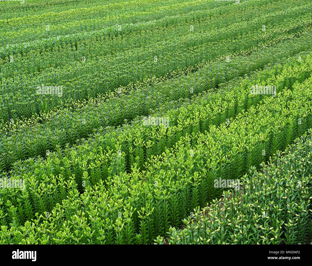 Kleines Feld der Lilie Pflanzen auf zum Verkauf als Schnittblumen in der Nähe von Vallehermoso auf der Insel La Gomera Kanarische Inseln angebaut werden Stockfoto