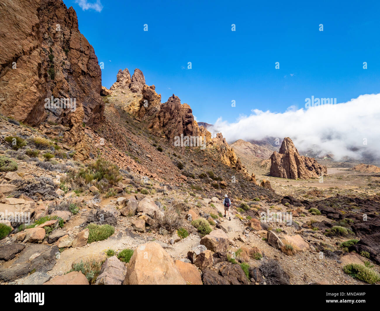 Weibliche Wanderer nähert sich markante Felsformation die Kathedrale zu einem erodierten vulkanischen Stecker an die Roques de Garcia auf den Berg Teide Teneriffa Kanarische Inseln Stockfoto